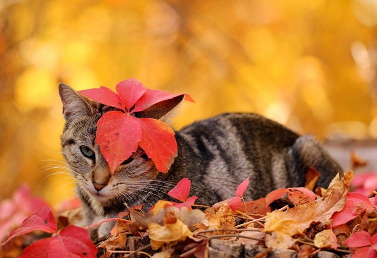 Красотка-осень — Болталка и разговоры обо всем: жизнь