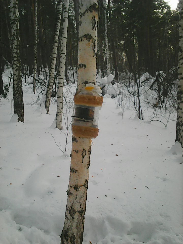 Интересное наблюдение за птицами у кормушки