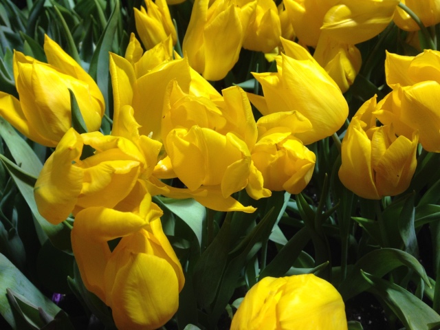 Поздравление с 8 Марта или "Репетиция весны в аптекарском огороде" (фото 5)