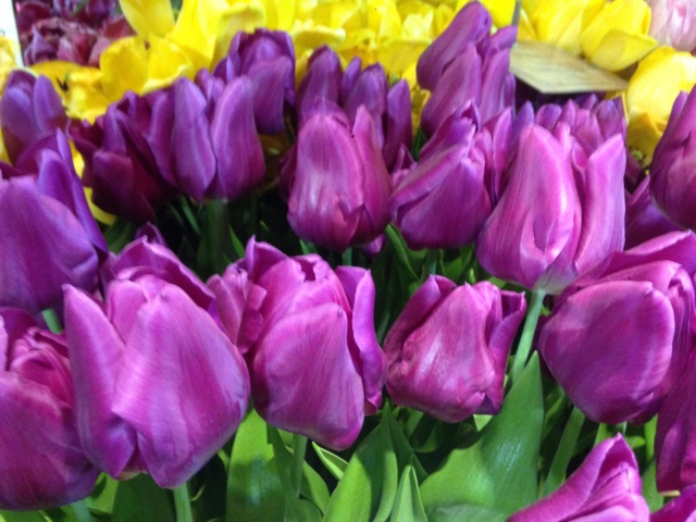 Поздравление с 8 Марта или "Репетиция весны в аптекарском огороде"