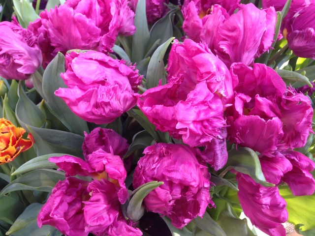 Прогулка Эмили в аптекарском огороде. H. Maciak | Бэйбики Прогулка Эмили в аптекарском огороде. H. Maciak