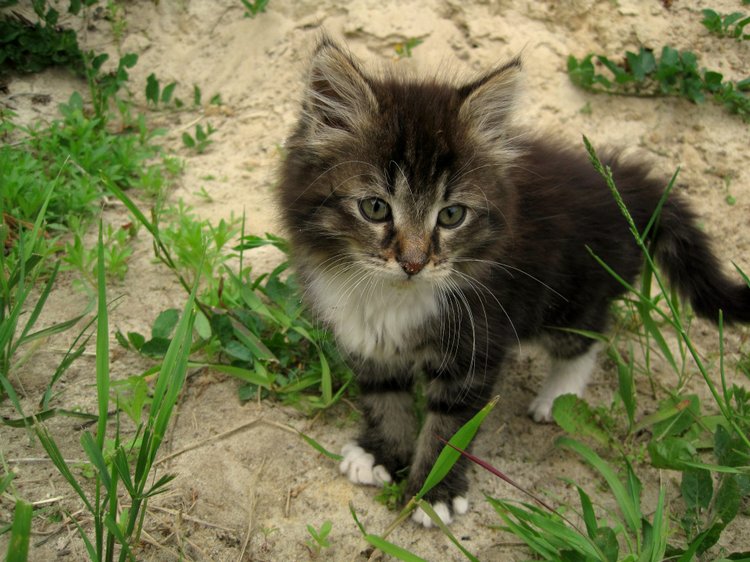 Лерочка и её куклы. Коллекционная кукла Лена Sissel Skille