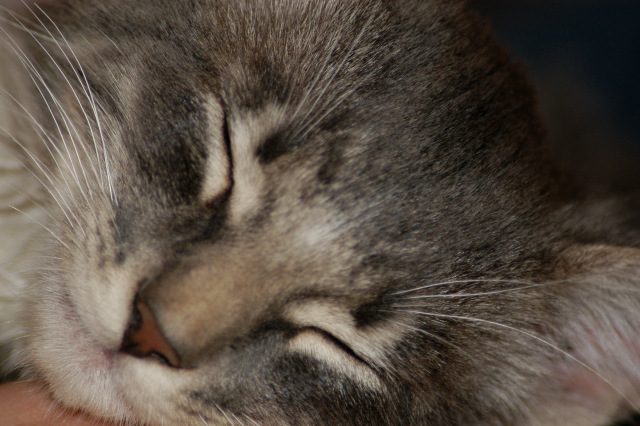 История одного хвостика — В мире животных: смешные фото питомцев и зверей (фото 7)