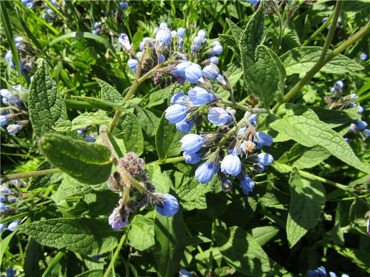 Бетси Robert Tonner. С красным бантом по зеленому лугу (фото 2)