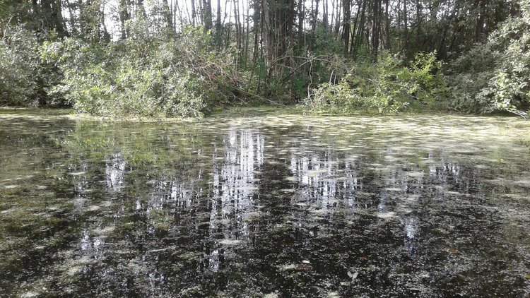 Зимнее солнце. Глава 2. Пруд сбывшихся желаний