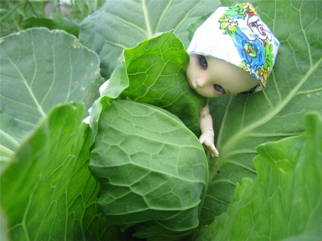 К нам приехал, к нам приехал... Феликс Поцелуйкин дорогой! Realpuki, БЖД