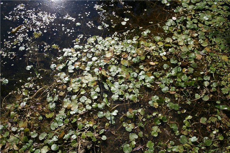 Девчонки Annette Himstedt или Химкомания наступила