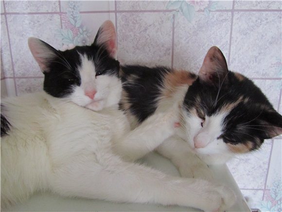 Сказка не о куклах, а о тетях, играющих в куклы