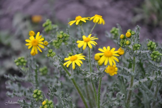 "Первый майский день..." Оливия от Helen KISH