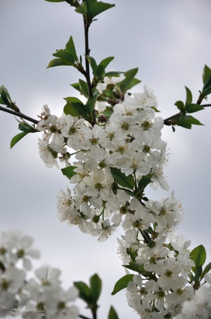 "Первый майский день..." Оливия от Helen KISH