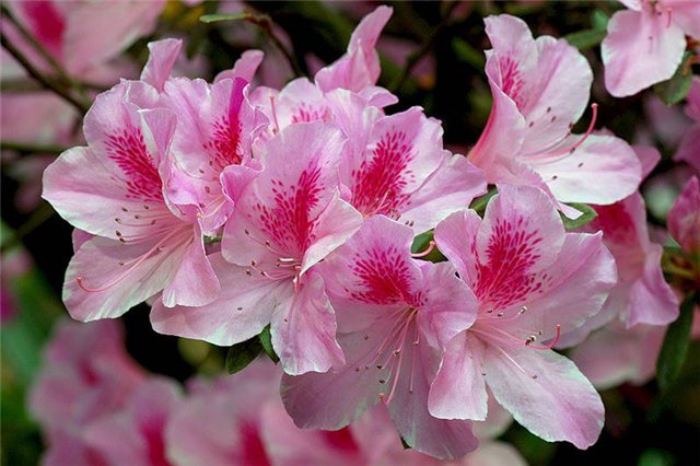 В нашем доме, поселилась чудная девочка - АЗАЛИЯ (фото 7)