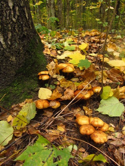 Забреду сегодня в парк осенний