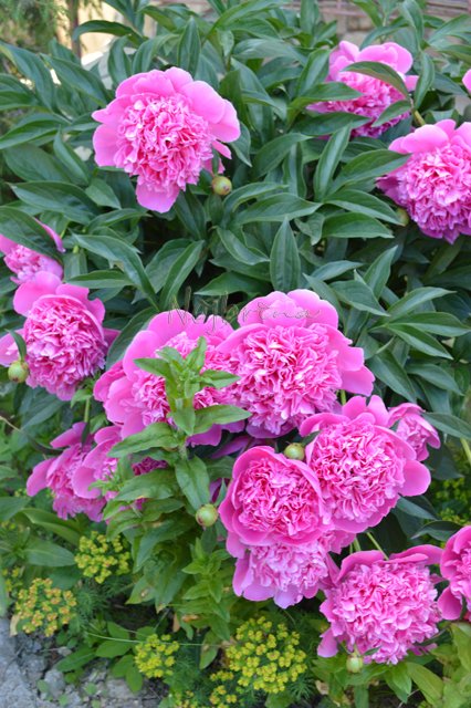 Вихтели в Тарусе. Леон и Кристель от Schildkroet