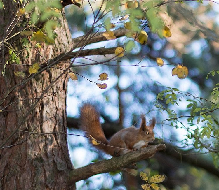 Прогулка в осень... или в гостях у белочек