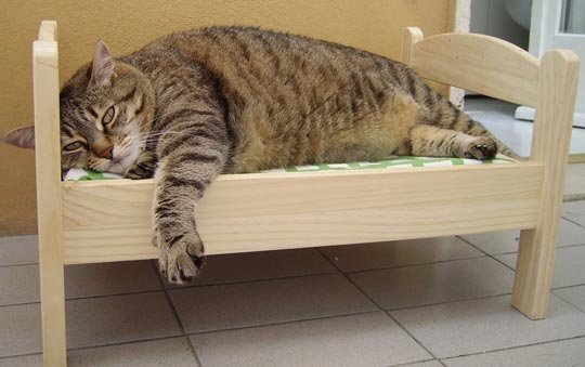 Кошачий позитив — Интересное и необычное: фотоподборки