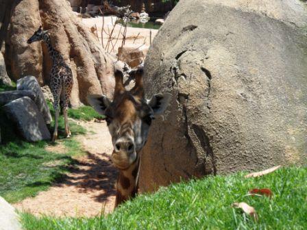 Испанские рассказы. Часть 2. Для чего козе баян? (Биопарк в Валенсии) (фото 3)