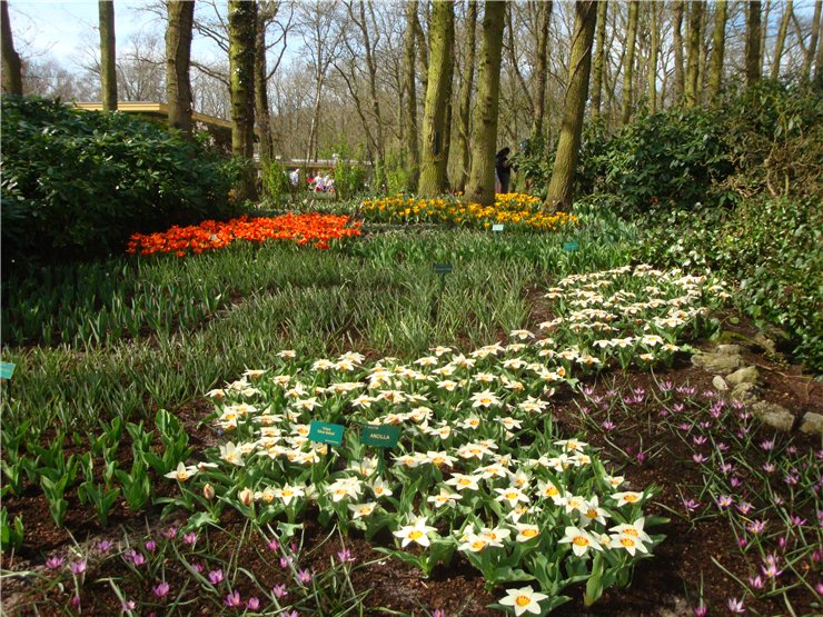Парк цветов в Кеукенхоф (Keukenhof) в Нидерландах (Голландия)