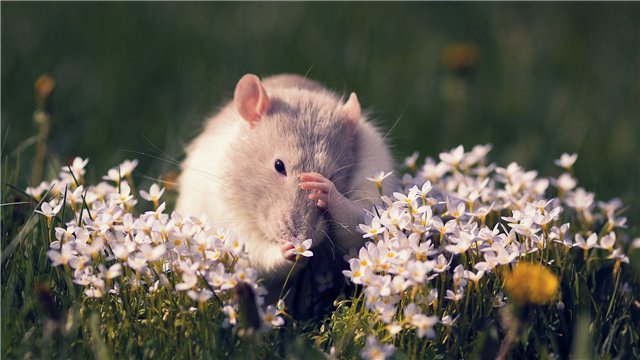 Зверушки тоже нюхают цветы