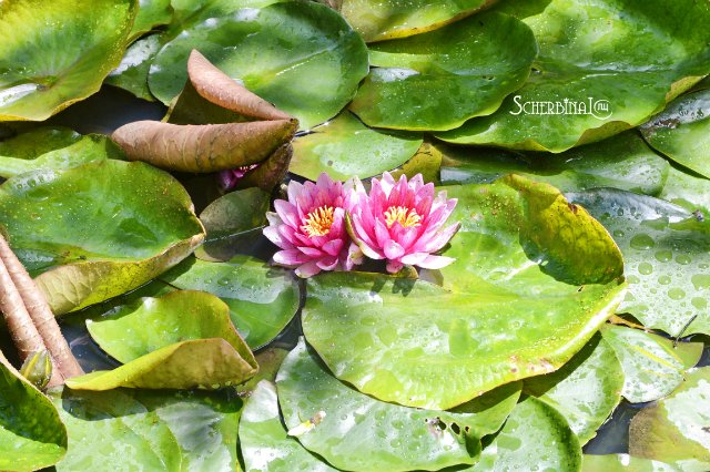 Софи и уикэнд в лесу — Аниме куклы (MJD/Винил): Imomo