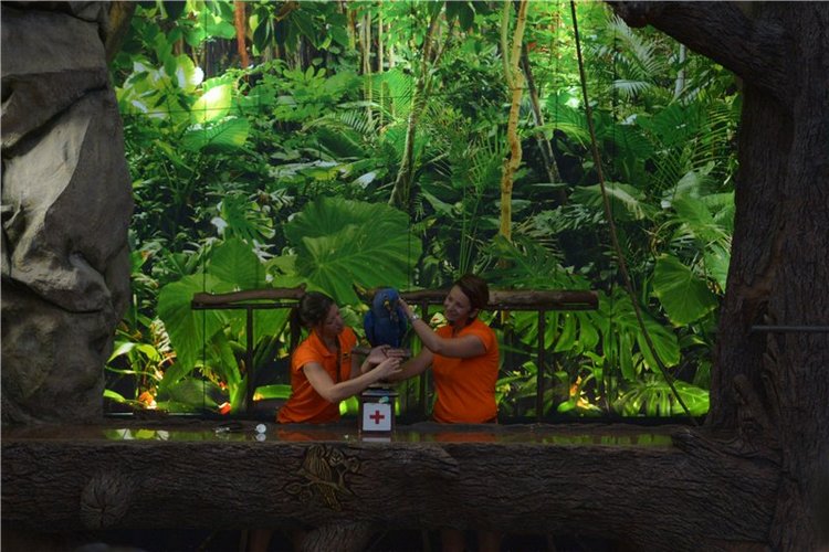 Испания. Тенерфе. Часть 2. Лоро парк (фото 10)