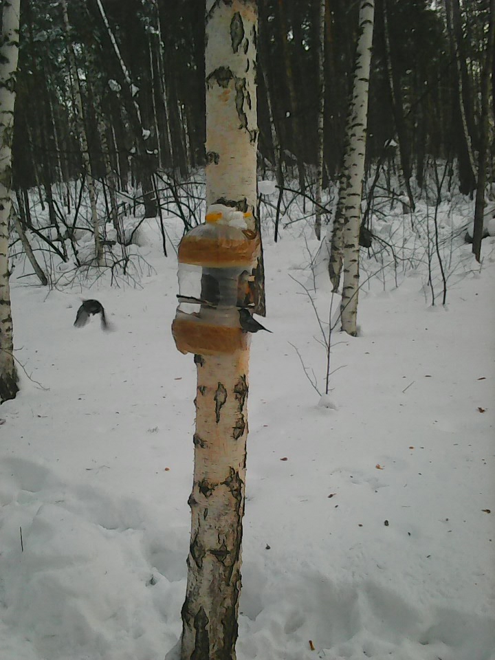 Интересное наблюдение за птицами у кормушки