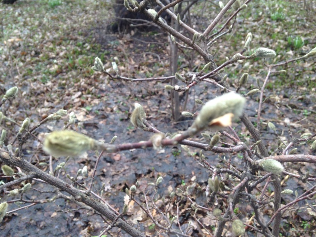Фотосессия куклы ГДР Косолапки в Аптекарском огороде