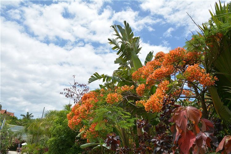 Испания. Тенерфе. Часть 3. Сиам парк