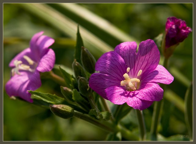 Расцвели цветочки у меня в садочке... Летние наряды на фейсинок и кукол Готц (фото 2)