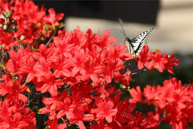 В нашем доме, поселилась чудная девочка - АЗАЛИЯ (фото 5)