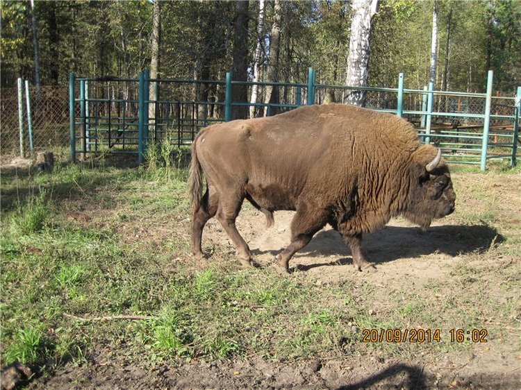 Давайте знакомиться! Мусенька - Realpuki Kaka Basic;)