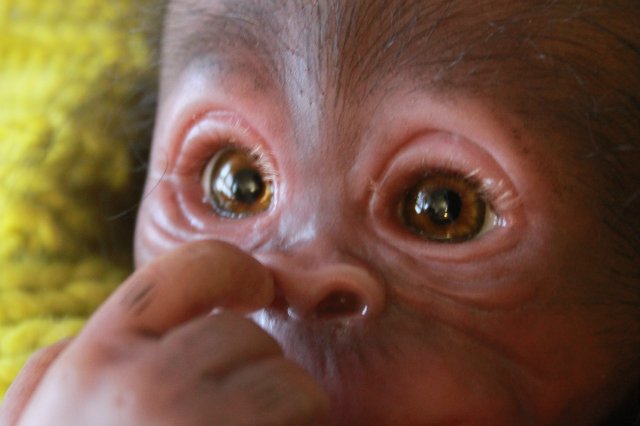 Обезьянка Bindi кукла реборн Элины Кудрявцевой (фото 7)