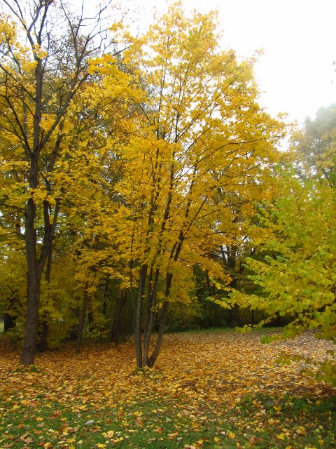 Забреду сегодня в парк осенний (фото 7)