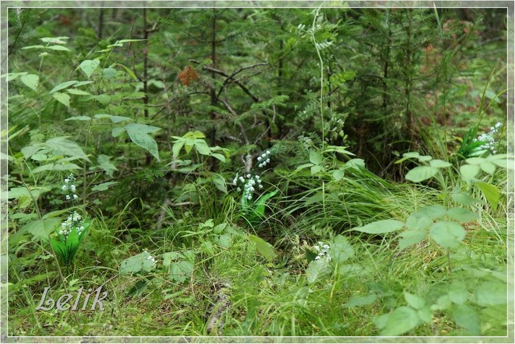 12 месяцев, или как Тамира за подснежниками ходила )