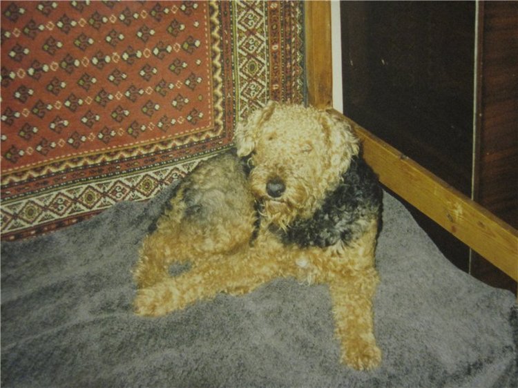 По мотивам "Варежки" — Другие хобби и увлечения: сад (фото 5)