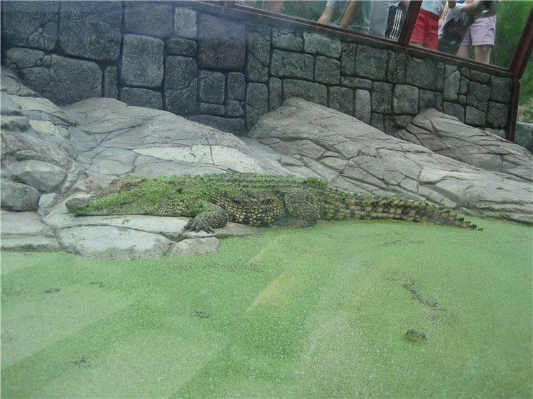 Галчонок и лето. Винтажна куколка СССР Галя