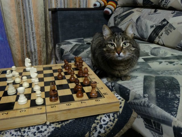 Дети, котики и куклы - наши главные радости (фото 7)