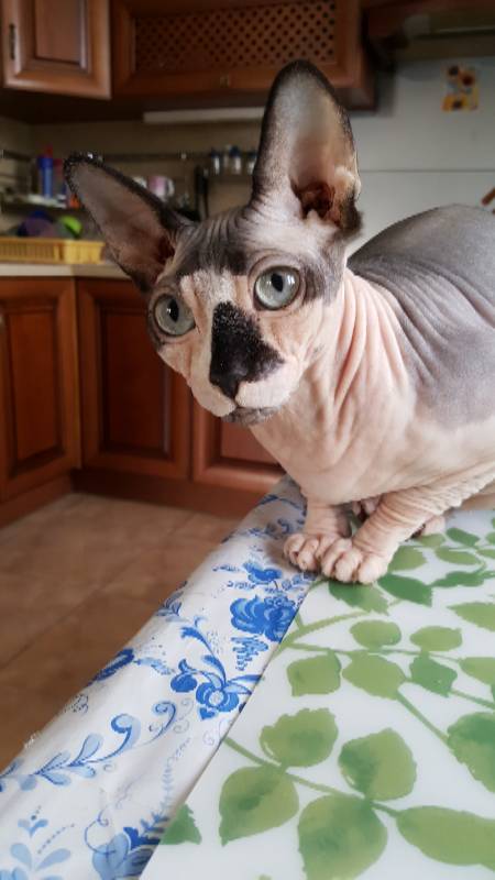 Сфинксов много не бывает — Авторские работы в частных коллекциях: домашние фото кукол и игрушек (фото 8)