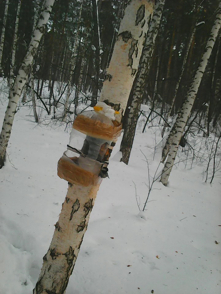 Интересное наблюдение за птицами у кормушки