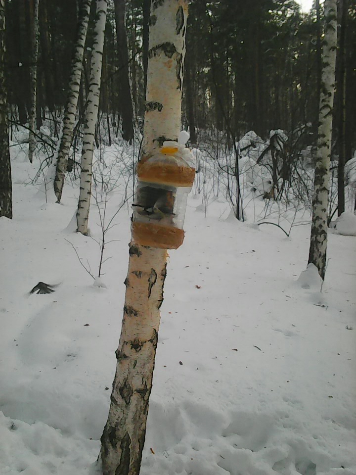 Интересное наблюдение за птицами у кормушки