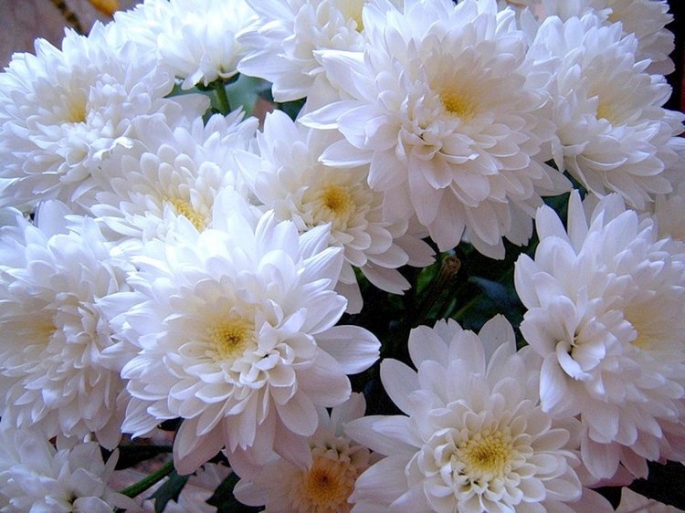 Утопая в цветах. Возвращение Lisbeth, Kidz'n'Cats