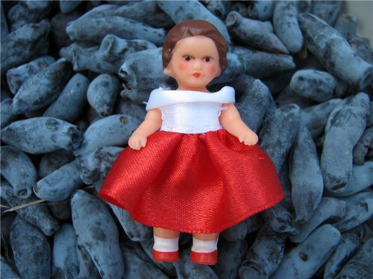 Любите ли вы жимолость как любят ее мои пупсики (фото 8)