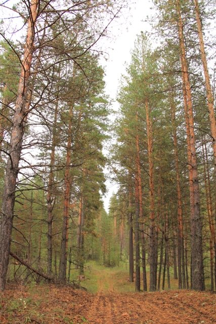 По грибы. Бузулукский бор