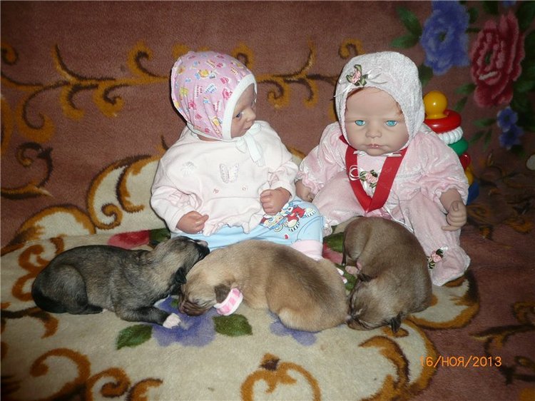 Куклы и собаки. Радость в нашем доме