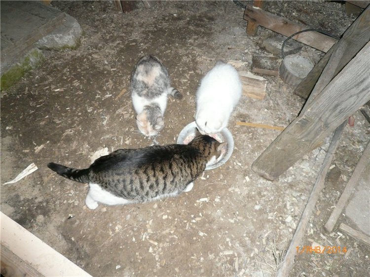 С новым годом — Домашние коллекции кукол: фото собраний