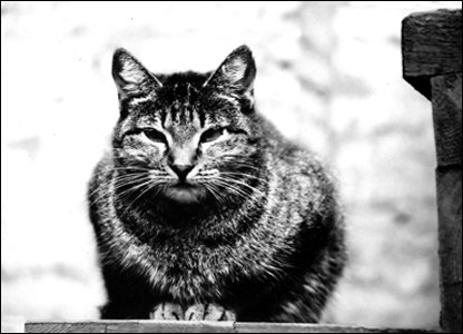 «Мяу» особого назначения или Весенняя кошкотерапия