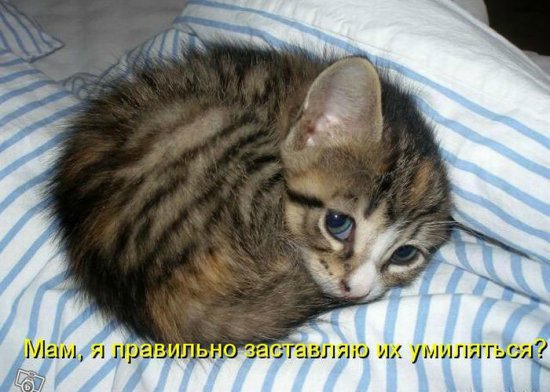 Море позитива) Для поднятия настроения (осторожно! много фото)))) | Бэйбики Море позитива) Для поднятия настроения (осторожно! много фото))))