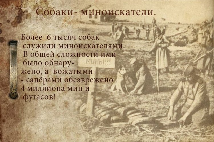 Собаки-бойцы, герои Великой Отечественной войны (фото 6)