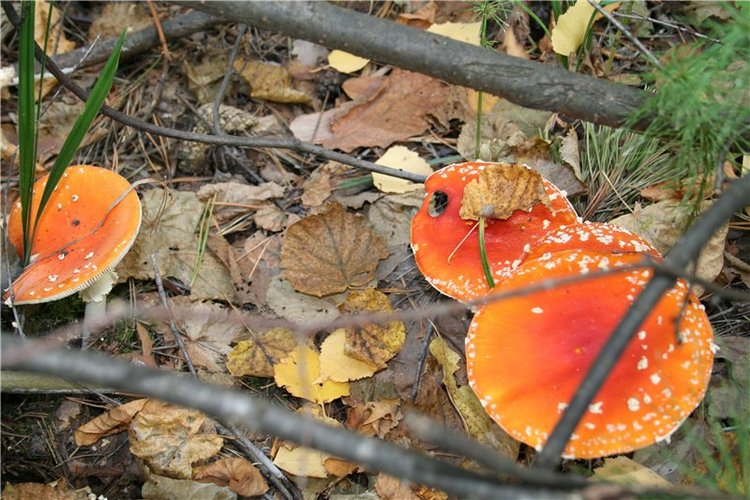 "Осени краски"... Платье для куклы (фото 9)