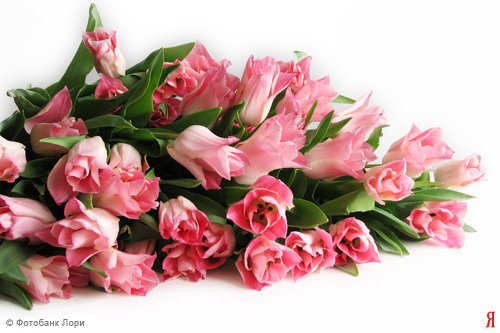 Надин и компания — Домашние коллекции кукол: фото собраний