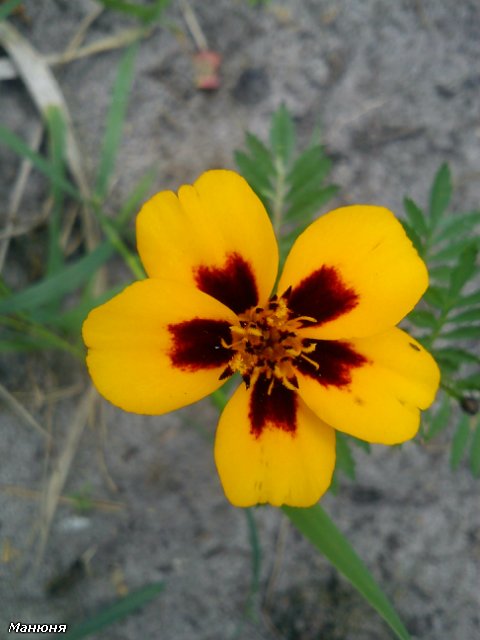 Манюнькино лето-1 PukiFee Ante